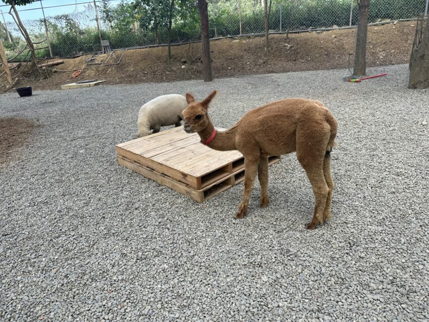 嘉義新景點，好玩又好萌的【咩咩上樹萌寵樂園】等你來體驗，最新門票優惠與園區資訊懶人包