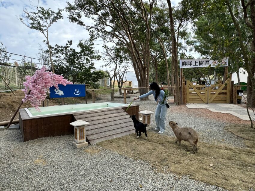 嘉義新景點，好玩又好萌的【咩咩上樹萌寵樂園】等你來體驗，最新門票優惠與園區資訊懶人包
