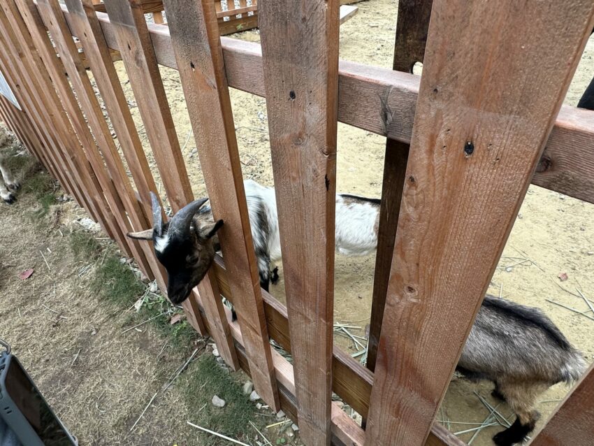 嘉義新景點，好玩又好萌的【咩咩上樹萌寵樂園】等你來體驗，最新門票優惠與園區資訊懶人包