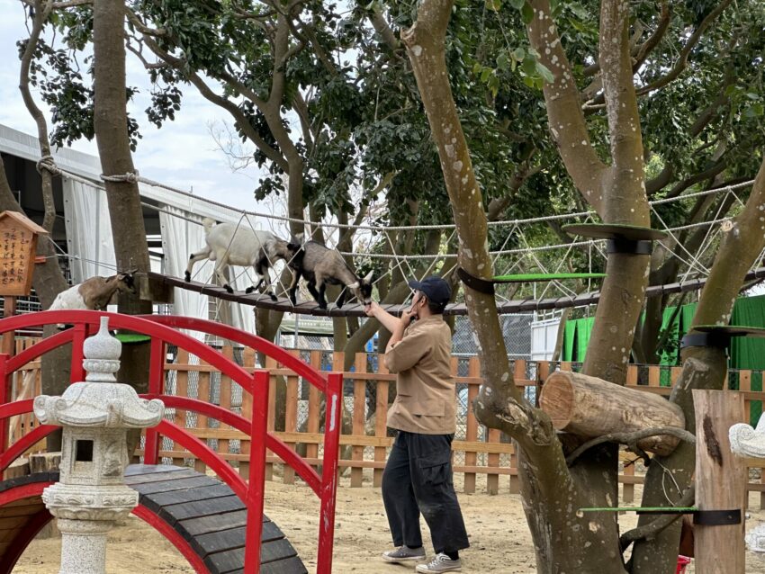 嘉義新景點，好玩又好萌的【咩咩上樹萌寵樂園】等你來體驗，最新門票優惠與園區資訊懶人包