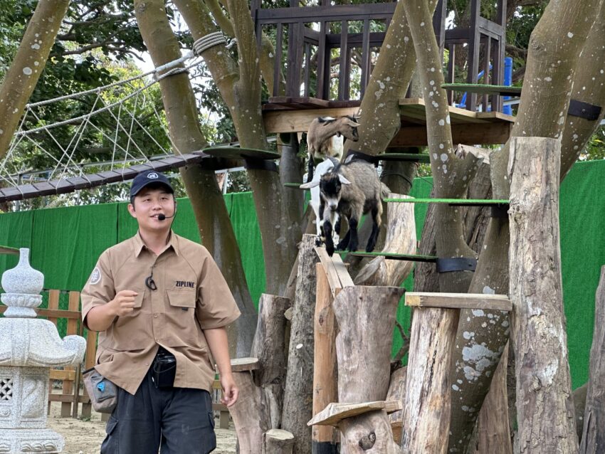 嘉義新景點，好玩又好萌的【咩咩上樹萌寵樂園】等你來體驗，最新門票優惠與園區資訊懶人包