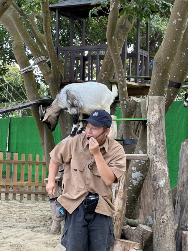 嘉義新景點，好玩又好萌的【咩咩上樹萌寵樂園】等你來體驗，最新門票優惠與園區資訊懶人包