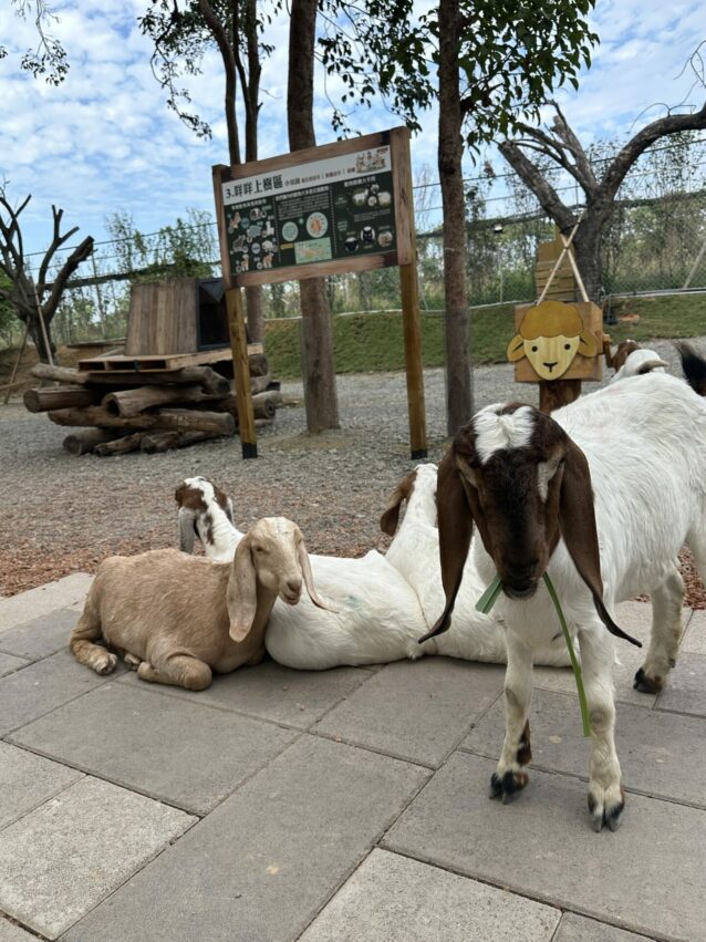 嘉義新景點，好玩又好萌的【咩咩上樹萌寵樂園】等你來體驗，最新門票優惠與園區資訊懶人包