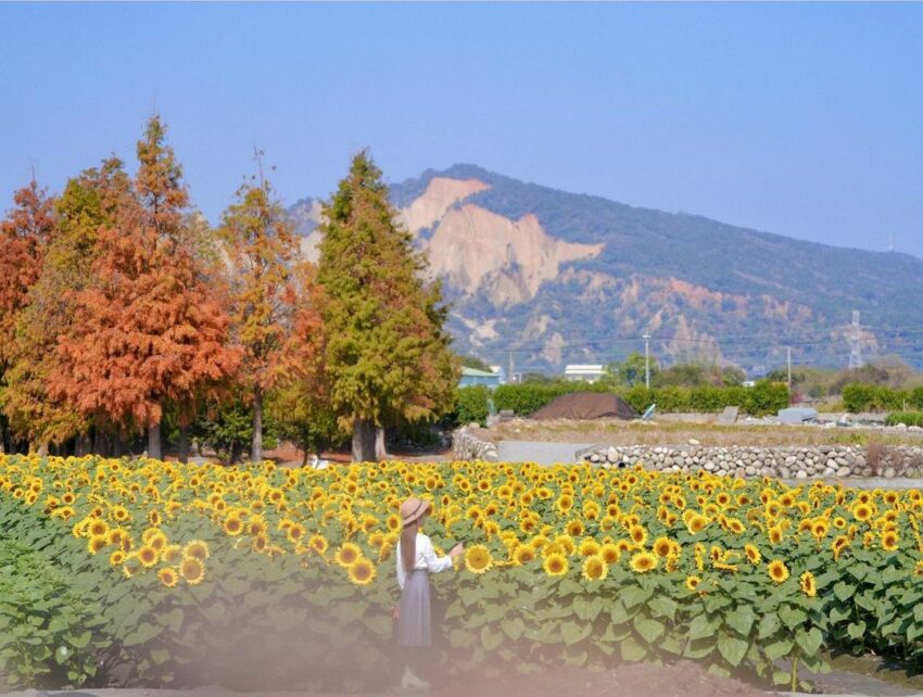 台中后里, 中社觀光花市, 台中景點, 台中賞花景點台中景點推薦｜50個台中一日遊景點、最新展覽、親子旅遊、情侶約會、IG打卡路線