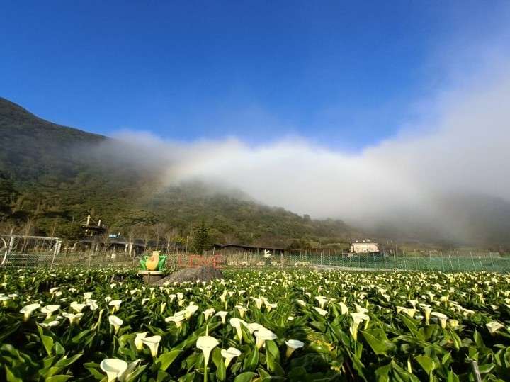 陽明山花季 【陽明山花季懶人包】陽明山賞花景點、交通、停車一次看《櫻花/海芋/繡球花/金針花/杜鵑花》 6 2026