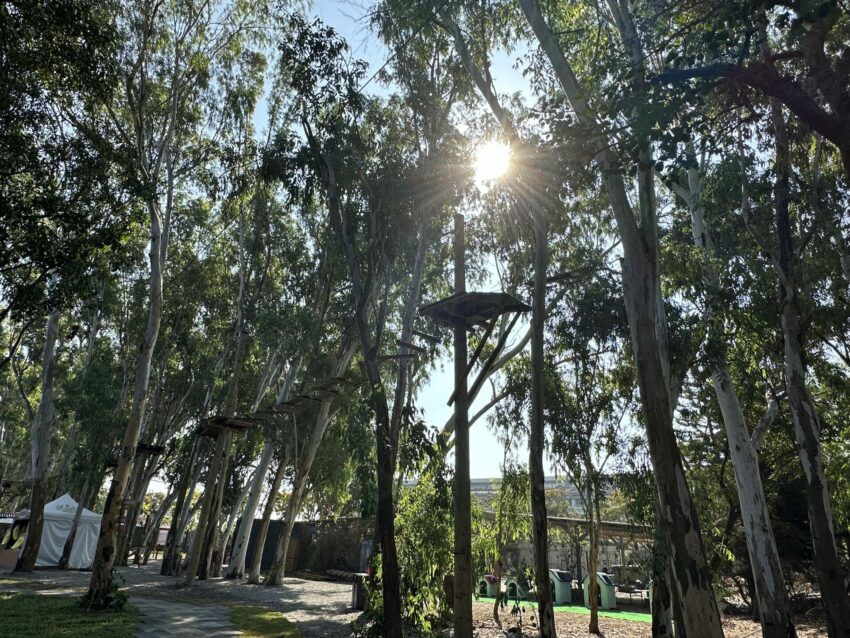 嘉義新景點，好玩又好萌的【咩咩上樹萌寵樂園】等你來體驗，最新門票優惠與園區資訊懶人包