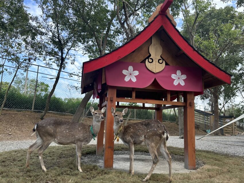 嘉義新景點，好玩又好萌的【咩咩上樹萌寵樂園】等你來體驗，最新門票優惠與園區資訊懶人包