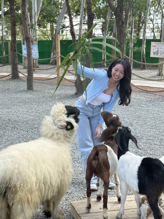 嘉義新景點，好玩又好萌的【咩咩上樹萌寵樂園】等你來體驗，最新門票優惠與園區資訊懶人包