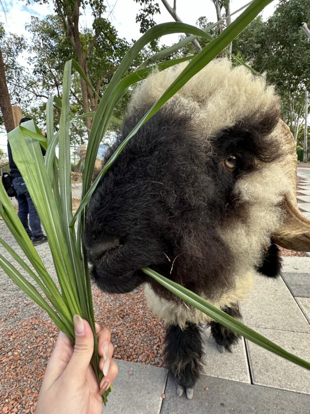 嘉義新景點，好玩又好萌的【咩咩上樹萌寵樂園】等你來體驗，最新門票優惠與園區資訊懶人包