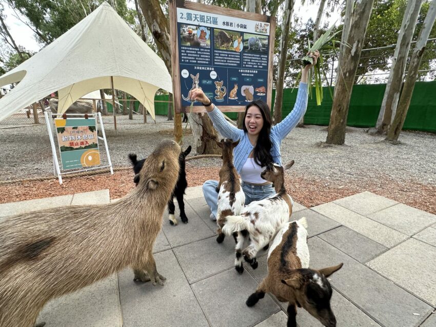 嘉義新景點，好玩又好萌的【咩咩上樹萌寵樂園】等你來體驗，最新門票優惠與園區資訊懶人包
