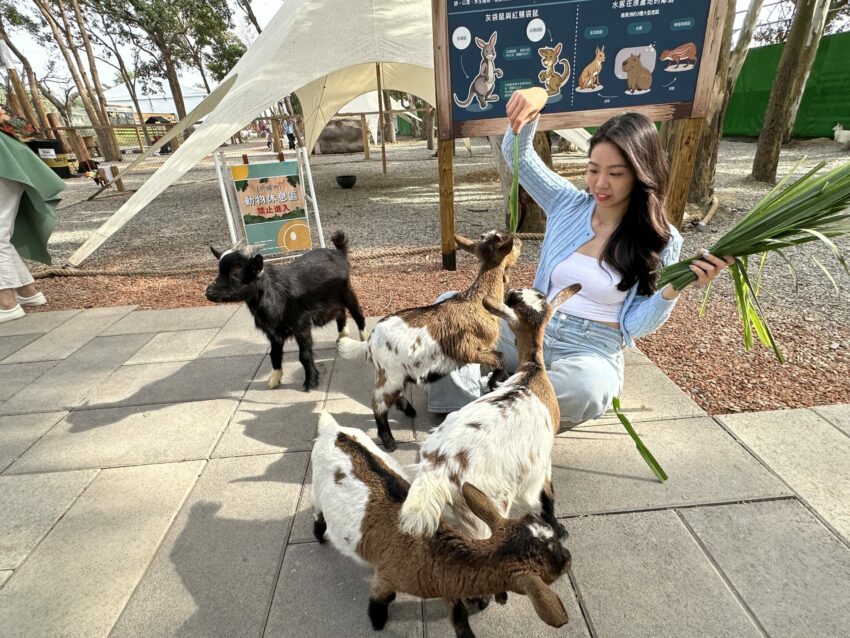 嘉義新景點，好玩又好萌的【咩咩上樹萌寵樂園】等你來體驗，最新門票優惠與園區資訊懶人包