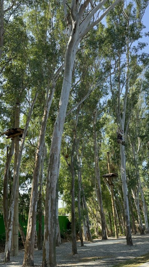 嘉義新景點，好玩又好萌的【咩咩上樹萌寵樂園】等你來體驗，最新門票優惠與園區資訊懶人包