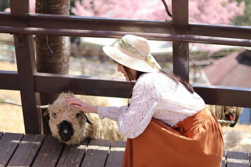 清境農場門票、清境一日遊景點推薦、清境火把節/奔羊節/櫻花季全攻略 清境綿羊, 青青草原, 清境農場, 清境一日遊