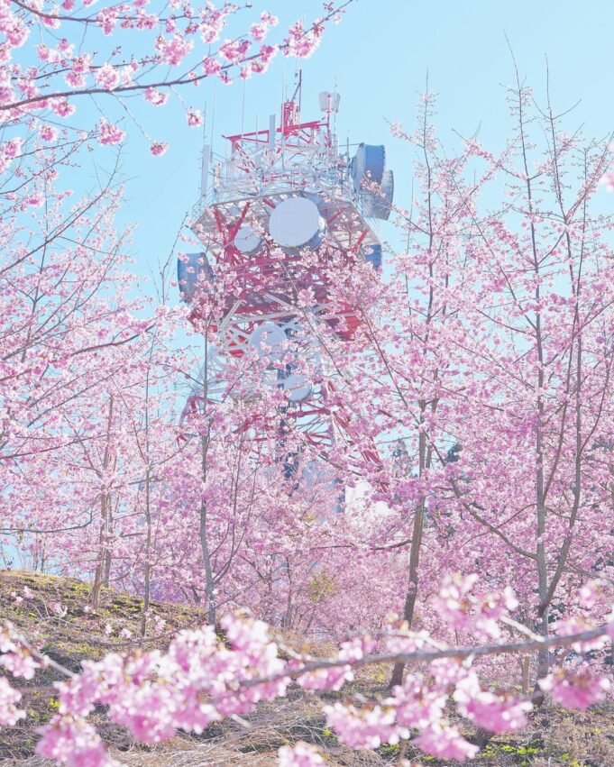 【台灣賞櫻景點】推薦全台超夯賞櫻花景點，春季賞櫻旅遊攻略【櫻花花期/賞櫻路線/交通指南】