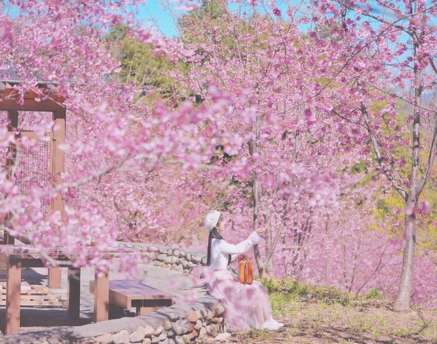 【台中賞櫻景點】推薦9個台中櫻花秘境、櫻花勝地，春天旅遊這樣玩！