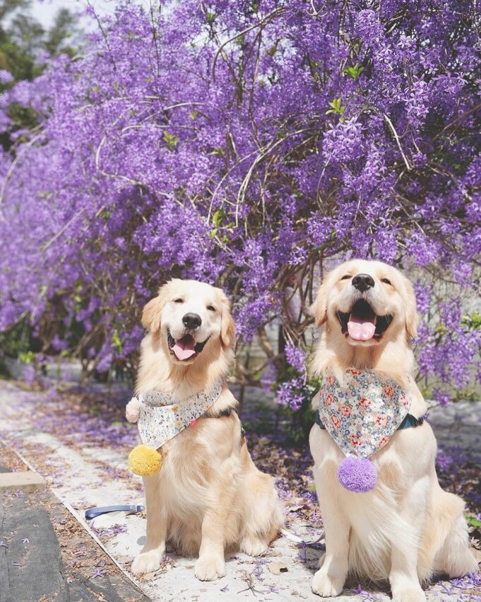 南投賞花景點 南平山道田有機農場 埔里