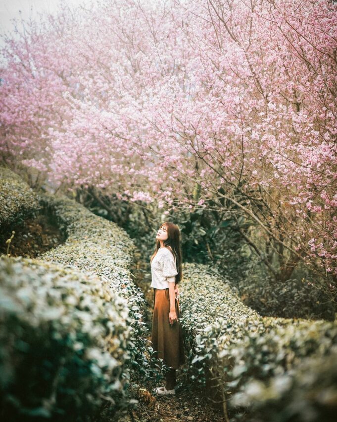 【太平山住宿推薦】精選6間宜蘭太平山民宿的好選擇，世外桃源的民宿、太平山旅館