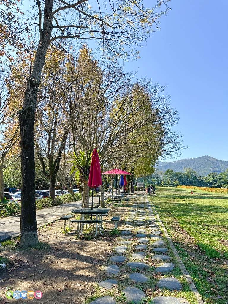 ★新北景點★ 文山農場,穿浴衣賞櫻花漫步在茶園裡,還可以露營 S__113737863_0