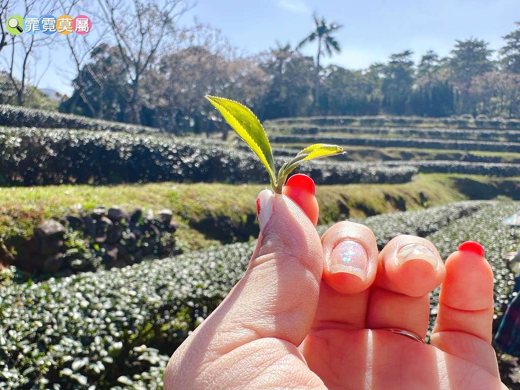 ★新北景點★ 文山農場,穿浴衣賞櫻花漫步在茶園裡,還可以露營 S__113737838_0