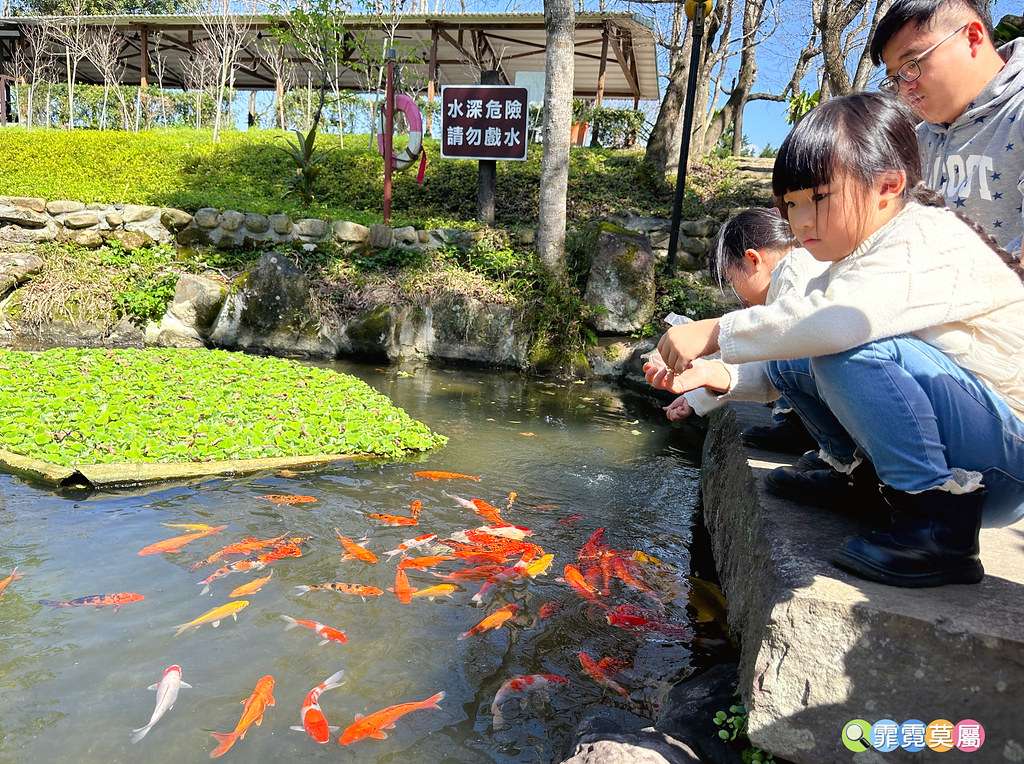 ★新北景點★ 文山農場,穿浴衣賞櫻花漫步在茶園裡,還可以露營 S__113737836_0