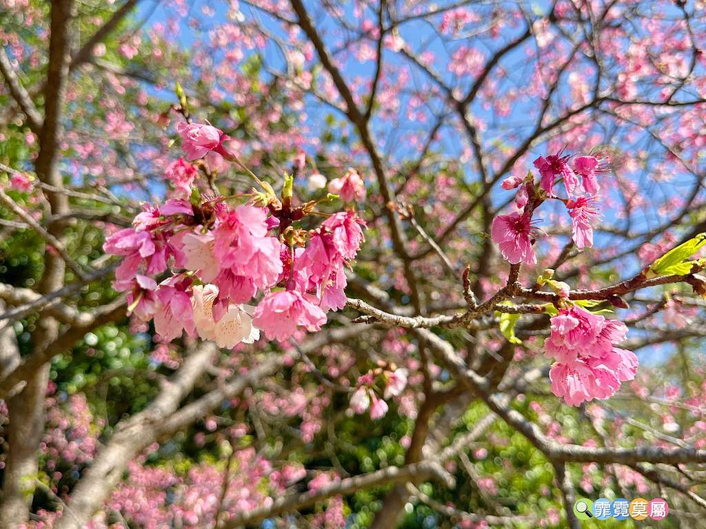 ★新北景點★ 文山農場,穿浴衣賞櫻花漫步在茶園裡,還可以露營 S__113737858_0
