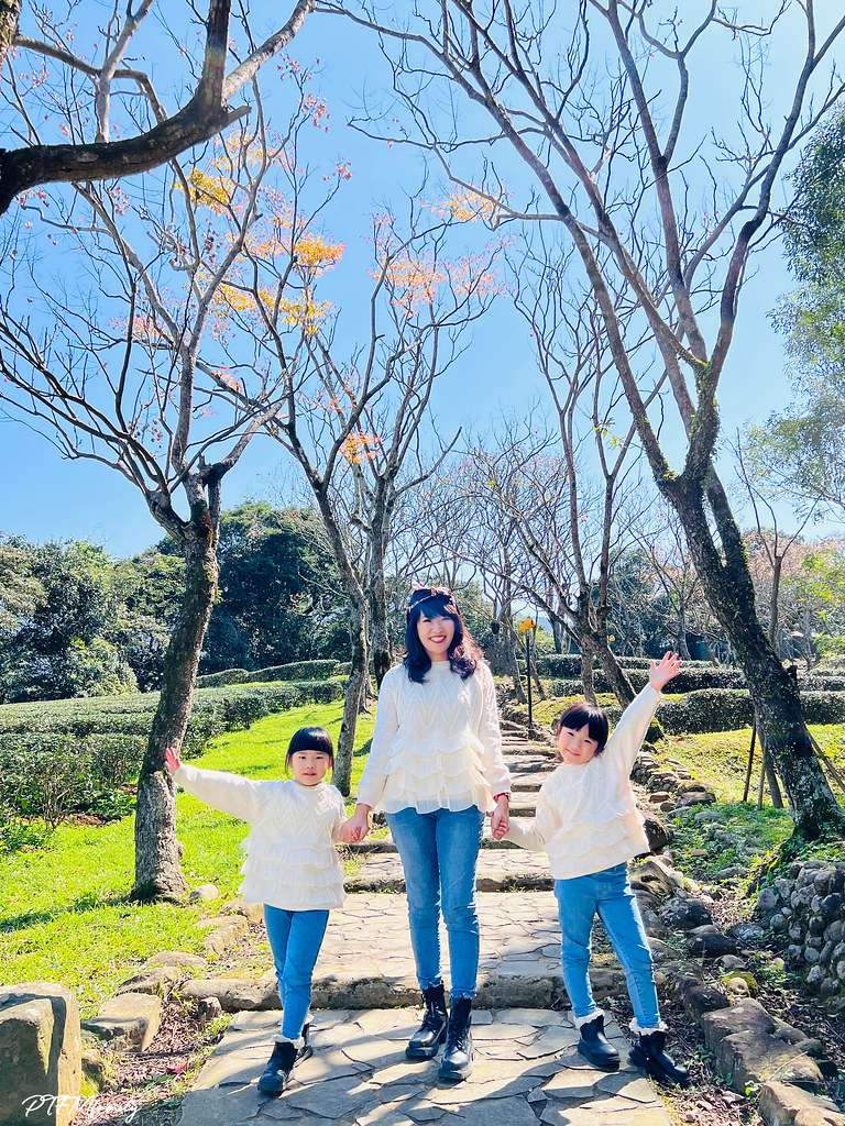 ★新北景點★ 文山農場,穿浴衣賞櫻花漫步在茶園裡,還可以露營 S__113745938_0