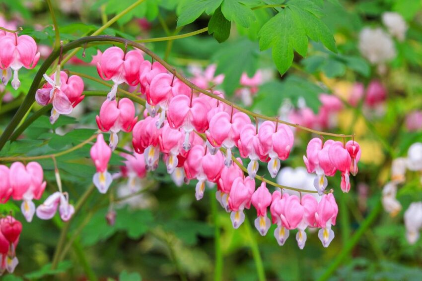 杉林溪一日遊必拍景點、門票優惠、賞螢花季、交通攻略|杉林溪森林生態渡假園區 杉林溪牡丹花, 荷包牡丹, 杉林溪花季