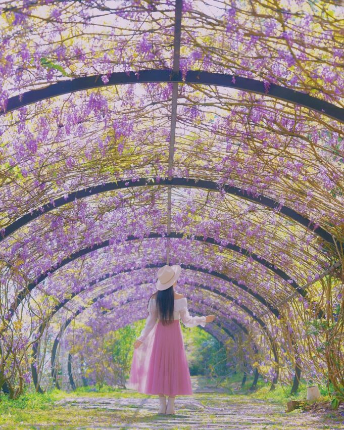 嘉義瑞里景點推薦｜紫色山城怎麼玩？台灣好行瑞里線必去景點大公開！