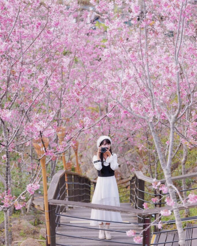 阿里山櫻花季【阿里山賞櫻攻略】門票優惠、櫻花即時花況、交通管制圖懶人包 阿里山櫻花季【阿里山賞櫻攻略】門票優惠、櫻花即時花況、交通管制圖懶人包