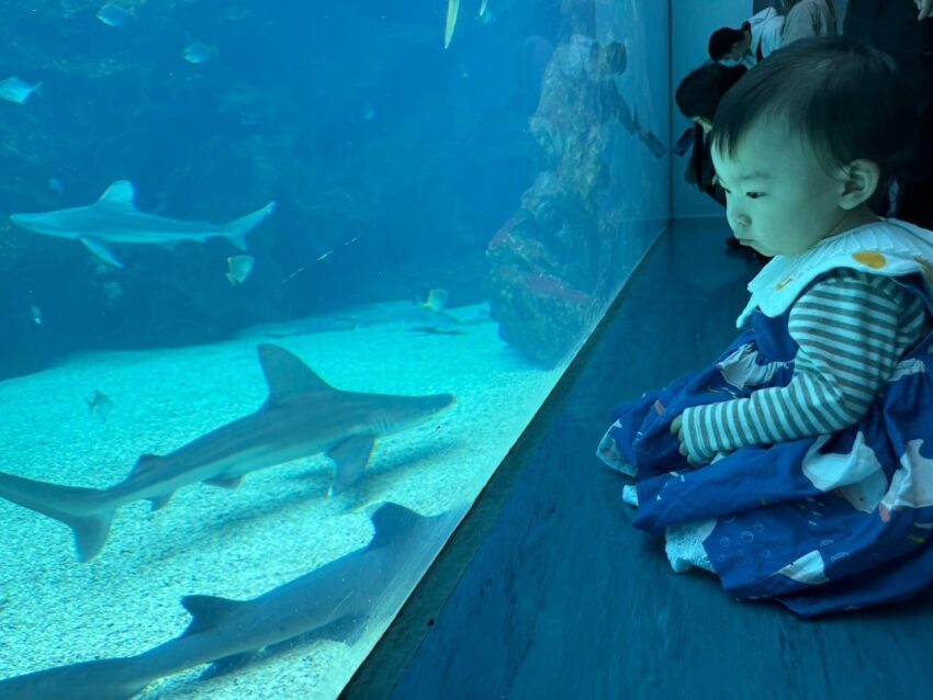 【Xpark水族館最新攻略】探索奇妙海洋世界!必逛展區/如何購票/美食餐廳/交通/夜宿懶人包 【Xpark水族館最新攻略】探索奇妙海洋世界!必逛展區/如何購票/美食餐廳/交通/夜宿懶人包
