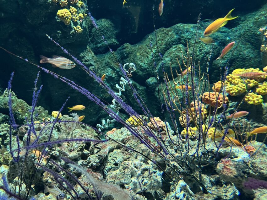 【Xpark水族館最新攻略】探索奇妙海洋世界!必逛展區/如何購票/美食餐廳/交通/夜宿懶人包 【Xpark水族館最新攻略】探索奇妙海洋世界!必逛展區/如何購票/美食餐廳/交通/夜宿懶人包