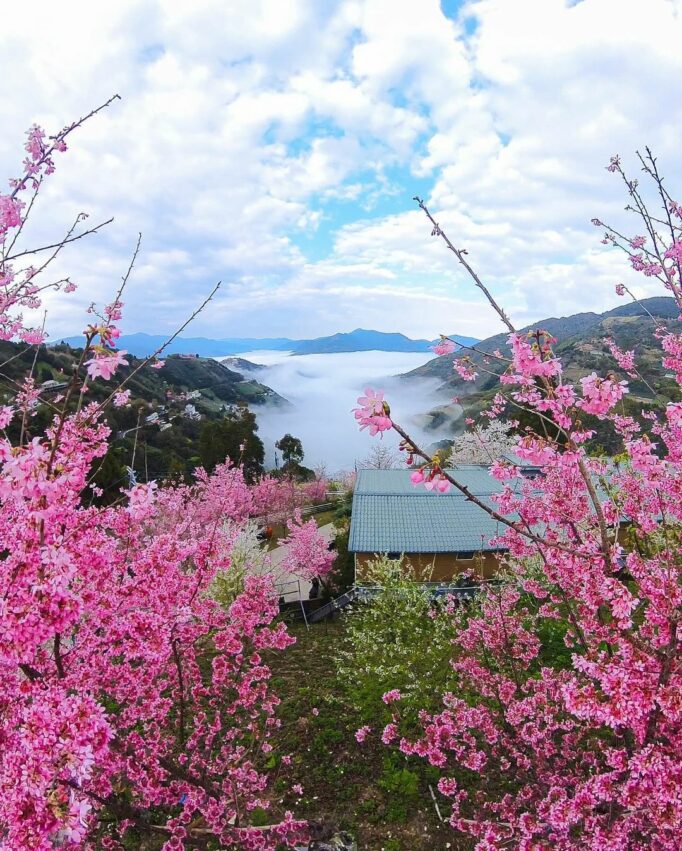【拉拉山國家森林遊樂區】門票優惠，拉拉山一日遊攻略，一起走訪拉拉山神木景點步道