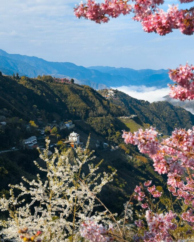 【拉拉山國家森林遊樂區】門票優惠，拉拉山一日遊攻略，一起走訪拉拉山神木景點步道