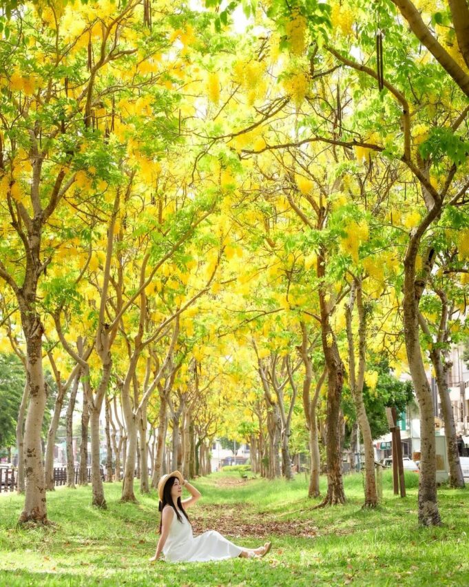 嘉義市西區_世賢路阿勃勒