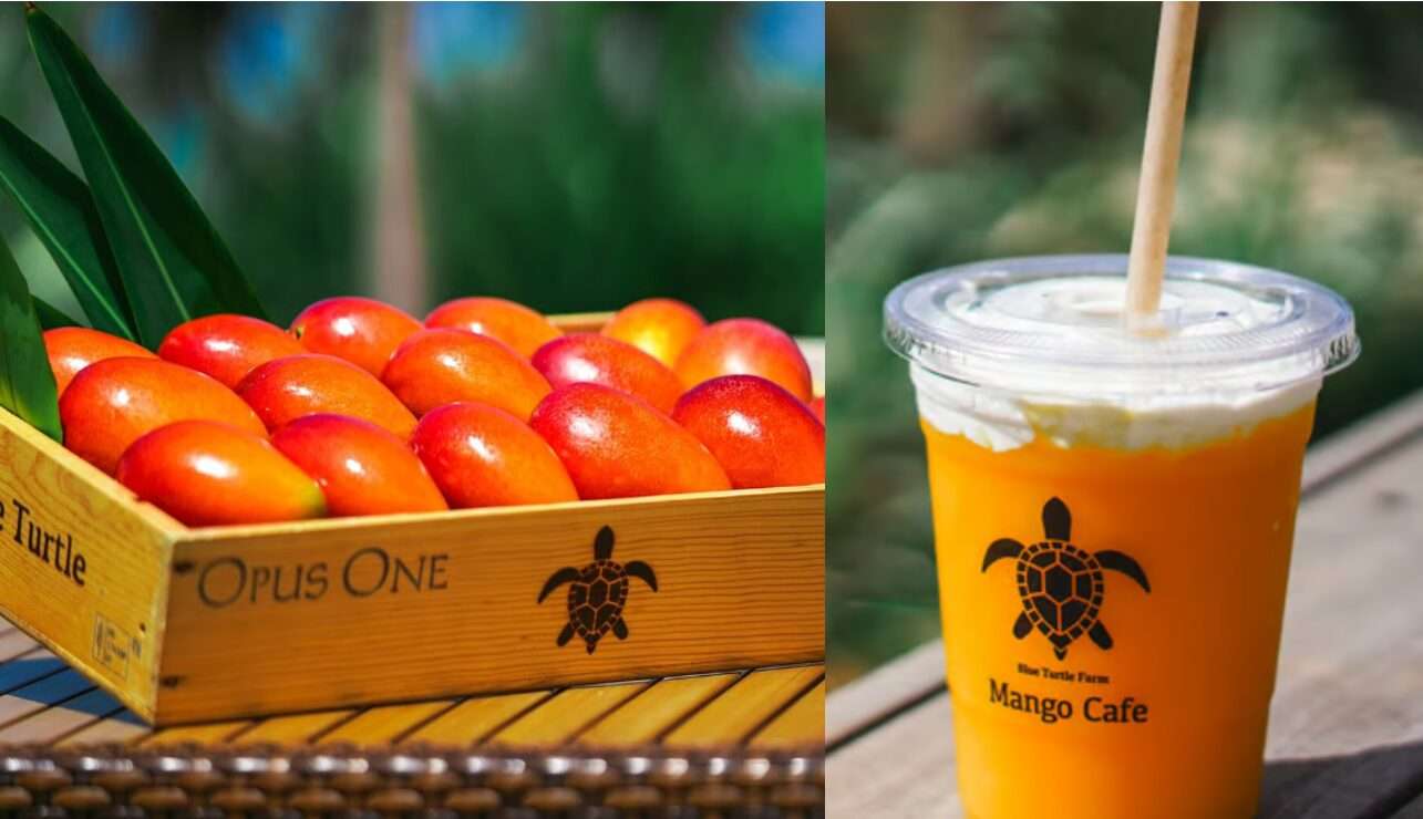 Blue Turtle Farm Mango Café、宮古島美食、宮古島必吃、宮古島好吃、宮古島芒果