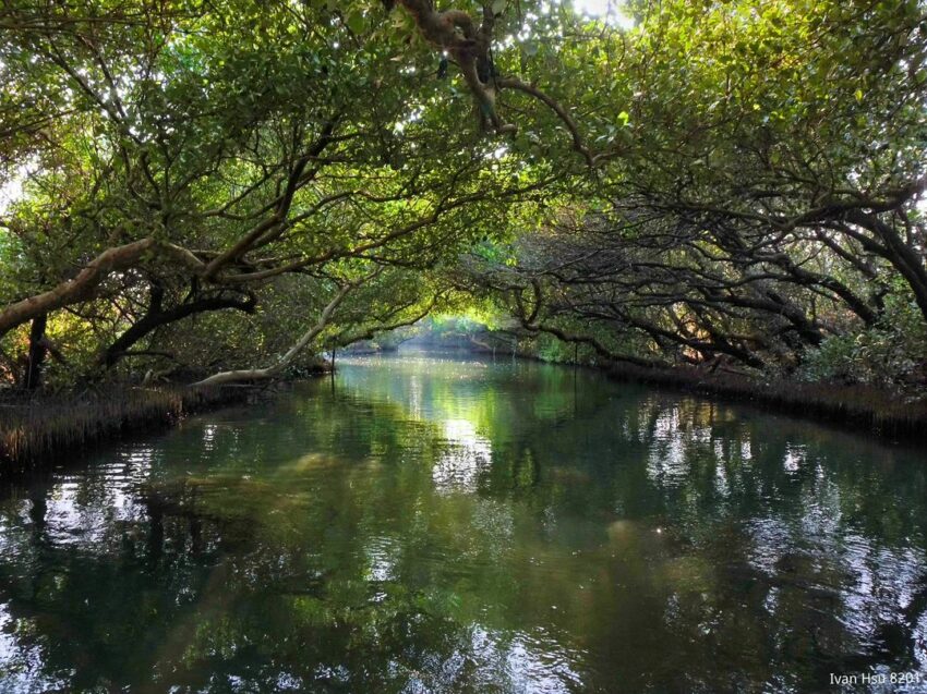台南四草綠色隧道｜台版亞馬遜河、四草優惠門票、預約船班、交通方式一次看