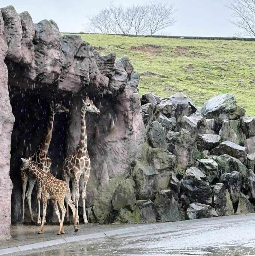 【大分景點推薦】別府地獄之旅、空中纜車、九州動物園、由布院金鱗湖一日遊，大分門票優惠