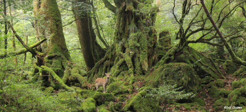 【鹿兒島景點】精選鹿兒島必玩景點，鹿兒島市/櫻島/屋久島/奄美大島攻略