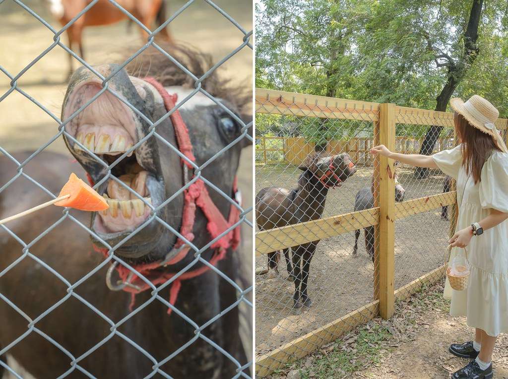后里景點一日遊｜舊山線圳磚橋、后里馬場、中社花海、秘境景點、觀光工廠推薦