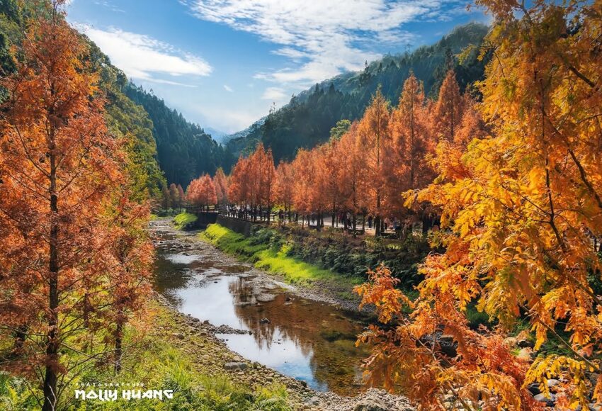 杉林溪一日遊必拍景點、門票優惠、賞螢花季、交通攻略|杉林溪森林生態渡假園區 南投縣竹山鎮, 杉林溪水杉