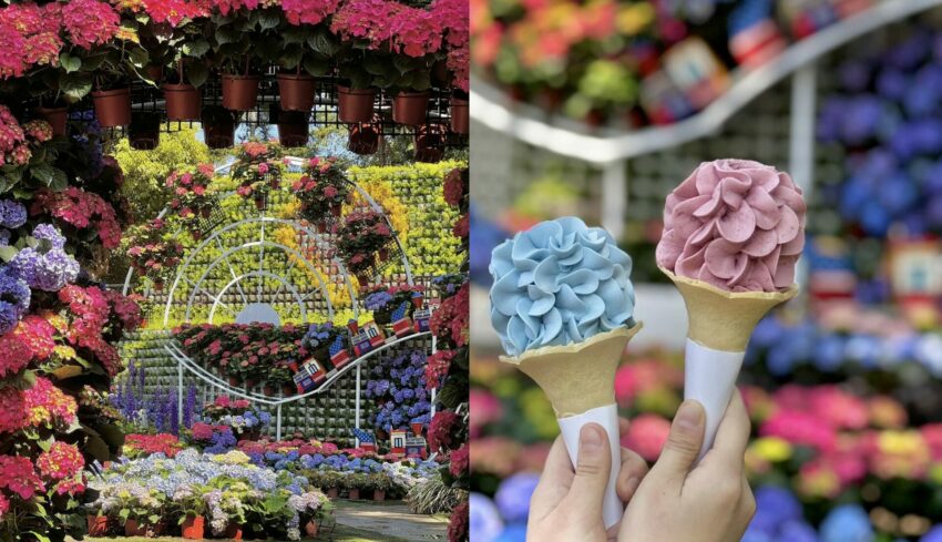 【苗栗花露農場 】繡球花季開跑！全台首座精油博物館，沉浸在四季繽紛花海享受午茶時光