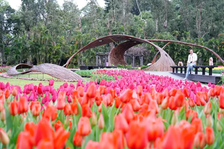 士林官邸鬱金香展2/13登場!新春花卉展/玫瑰/菊展門票、交通總整理 士林官邸鬱金香展2/13登場!新春花卉展/玫瑰/菊展門票、交通總整理