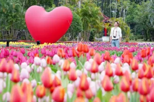 士林官邸鬱金香展2/13登場！新春花卉展/玫瑰/菊展門票、交通總整理