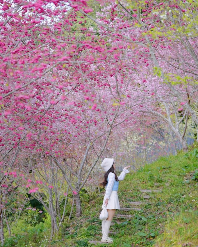 清境露營 【清境露營推薦】高山景觀營地、設施、價格一次看懂，清境露營區全攻略 1 2026