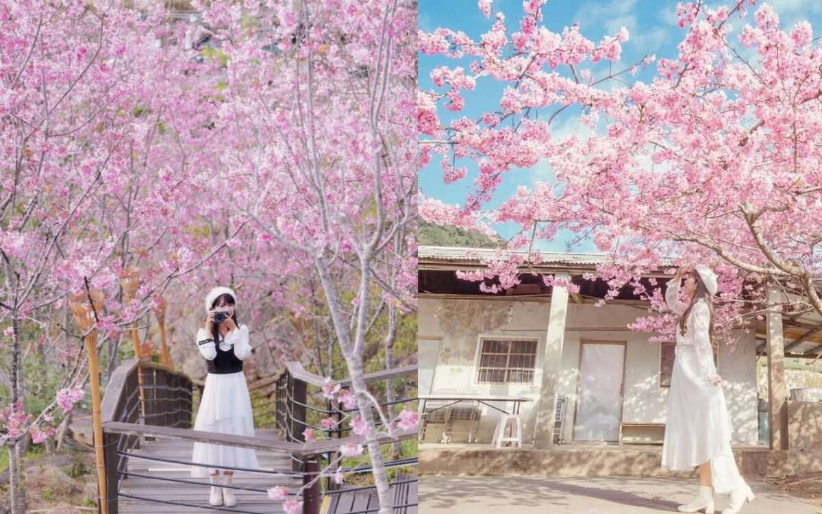 阿里山櫻花季【阿里山賞櫻攻略】門票優惠、櫻花即時花況、交通管制圖懶人包