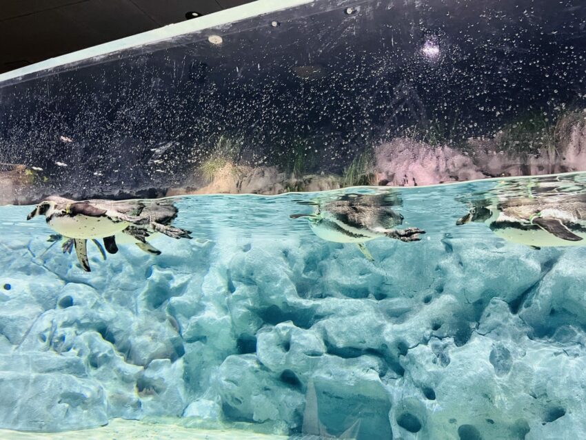 【沖繩南部一日遊】沖繩不開車也好玩,搭乘沖繩觀光巴士帶你輕鬆玩沖繩南部景點│沖繩FunPASS觀光巴士 【沖繩南部一日遊】沖繩不開車也好玩,搭乘沖繩觀光巴士帶你輕鬆玩沖繩南部景點│沖繩FunPASS觀光巴士