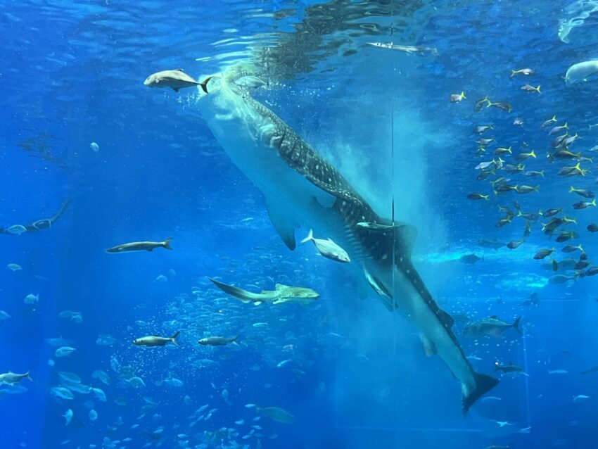 【沖繩北部一日遊】沖繩不自駕也好玩，沖繩巴士帶你玩北部熱門景點