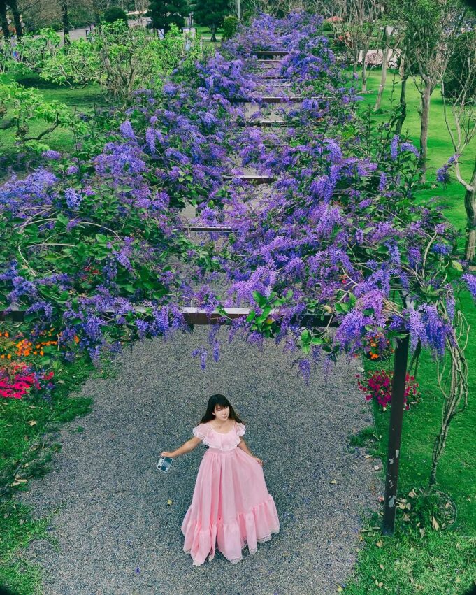 成美文化園 【成美文化園】2026彰化一日遊來趟台版兼六園、日式庭園、落羽松秘境｜門票優惠與交通資訊 3 2026