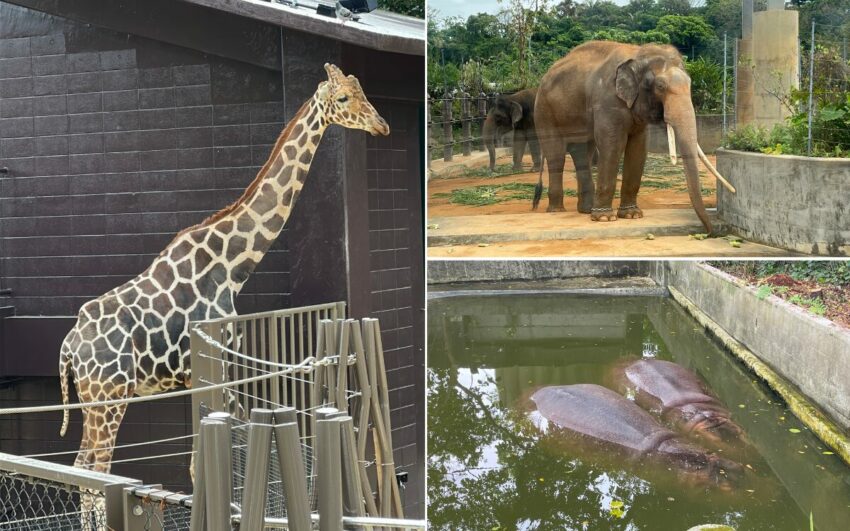 【沖繩兒童王國】親子必去沖繩景點！動物園＆遊樂園攻略，門票優惠/園區地圖/交通資訊