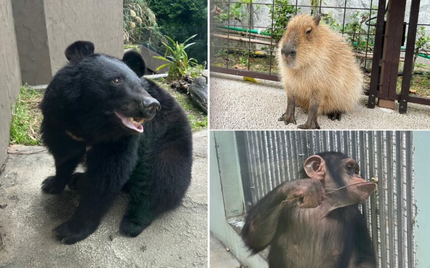 【沖繩兒童王國】親子必去沖繩景點！動物園＆遊樂園攻略，門票優惠/園區地圖/交通資訊